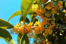 “桂花门前栽，贵人立门内”，桂花树这4个地方不宜栽，看完明白图片