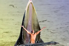 奇迹！男子被鲸吃掉，最终逃出生天，他是怎么做到的？图片