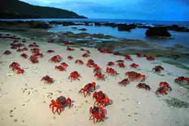 辽宁池塘一生物现身，逼走螃蟹吃光鱼苗，男子抓到后靠它发大财图片