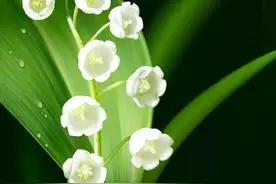 想要阳台挂满小铃铛吗？教你种植迷你小铃兰图片
