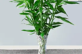 这几种绿植水培效果更好，扎根快叶子翠绿，做好这几点四季常绿图片