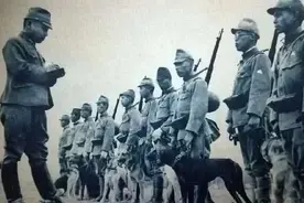 一个“厨工”的真实回忆：日军的训犬基地里，竟然用中国人喂狗图片