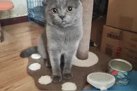 折耳猫怎么才能让它们减轻疼痛图片
