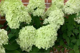 绣球花中的“冰淇淋”，花朵硕大花期长，圆锥绣球，值得养一盆图片