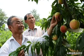 马云说“致富未来在农村”，农村未来的致富人群，会是哪些人呢？图片