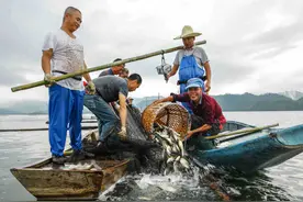 千岛湖放流60年“净水鱼”，为什么鲢鳙却无法自然繁殖？图片