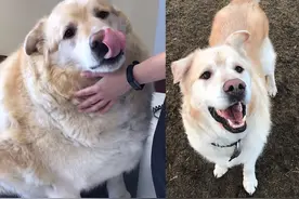 160斤金毛被主人送去安乐死被医生拒绝，好心人：你不养我养图片