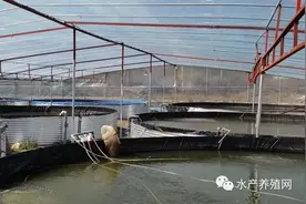 新骗术：骗子盯上了“脆肉”罗非鱼，“脆鱼”是养殖方法不是品种图片