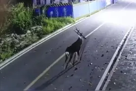 小鹿半夜溜进重庆第二师范学院 这是想读书的节奏？图片