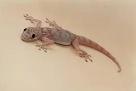 家里的壁虎原来有这么多种寓意图片