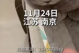 （视频）@太原人，可爱！猫咪翻脸有多快，被主人打头后秒变脸，网友笑称，这小眼神多少有点不服气啊图片