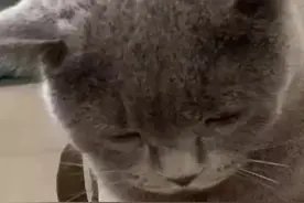 （视频）@太原人，可爱！猫咪翻脸有多快，被主人打头后秒变脸，网友笑称，这小眼神多少有点不服气啊图片