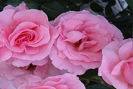 月季花叶子发黑枯萎图片