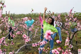 商城千亩桃花盛开，妙龄女子翩翩起舞，7旬老人牵牛赏花图片