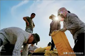 苏北农民麦子大丰收：亩产1400，每斤一块二，大家乐坏了图片