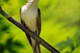 乡村散文：布谷鸟图片