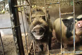 猪圈里闯进来一只野货，看上大哥换来的小香猪，一窝下了11只娃图片