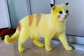 猫咪变身皮卡丘后，静静地趴着满脸懵：我还是那个小可爱吗？图片