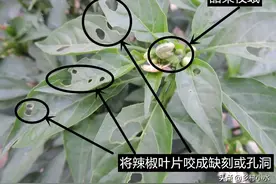 高温干旱辣椒甜菜夜蛾易暴发，做好这5点补救措施，避免大的减产图片