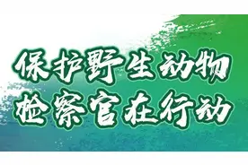 养鹦鹉，犯法吗？图片