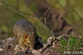 为什么广东广西那边很多人都喜欢吃老鼠肉？老鼠肉真的好吃吗？图片