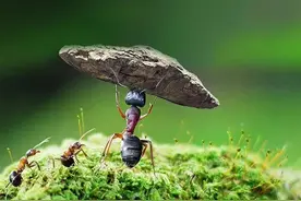 本我、自我、超我图片