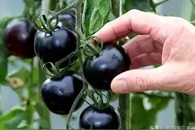 俗称“黑珍珠”，属于新型种植项目，种植收益较为可观图片