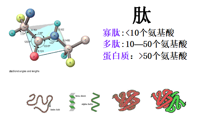 抗衰老补充皮肤胶原蛋白「肽」什么的真的是有效果吗？