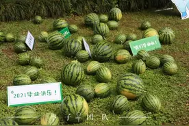 人民日报报道、微博话题浏览量达1400万的吃瓜现场！你确定不看？图片