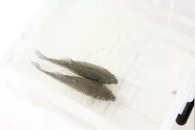 活鱼放在冰箱里如何保存？我也是今天才知道，现在学会马上就能用视频封面