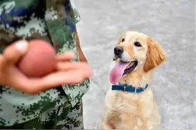 陪同军人站岗十年后，如今退役的军犬竟开始了第二副业？图片