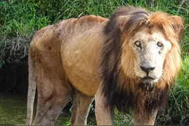 16岁传奇狮王：罗帕死了，一代巨星陨落，睡梦中离世，寿终正寝图片