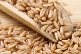 燕麦米是减肥饮食吗，燕麦米能减肥吗？图片