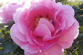 3天后，射手座的人不再孤独，放手离开，开始新的生活图片