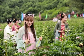 千亩花海有多震撼？栾川县赤土店镇第三届高山牡丹（芍药）切花节开幕图片