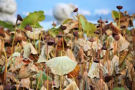 立冬：倏忽秋尽，时光染寒，愿你眉目舒展，顺问冬安图片