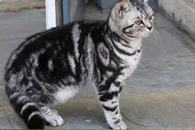 来自美国的银虎斑猫图片