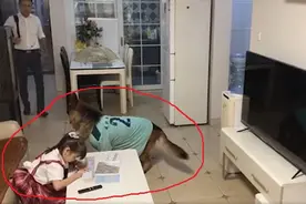 配合满分！听到家长进门，狗狗两个动作提醒女孩关电视写作业图片