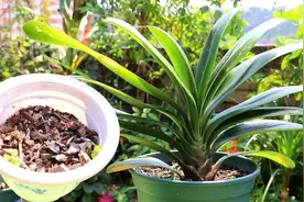 营养土不用买，几种材料掺一起，养分充足又松软，适合养各种花图片