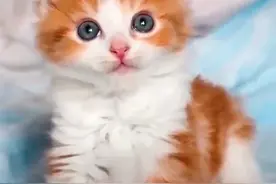 感动！差点安乐死的瘫痪猫咪被好心人收养，6个月后竟学会了走路图片