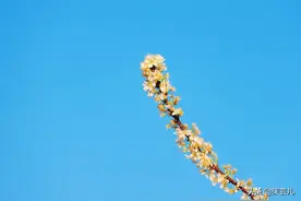 36岁女人：玩够了想找老实男人嫁了，可一看老实人的条件，我傻了图片