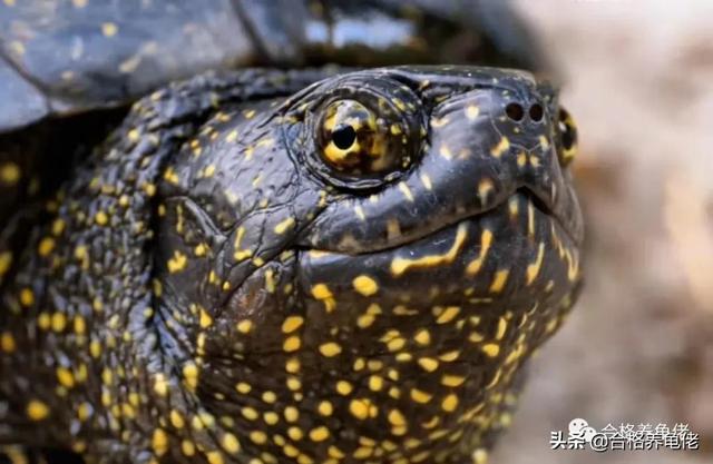 乌龟屎长什么样（关于龟屎）