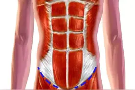 你是否了解人鱼线、马甲线、鲨鱼线？图片