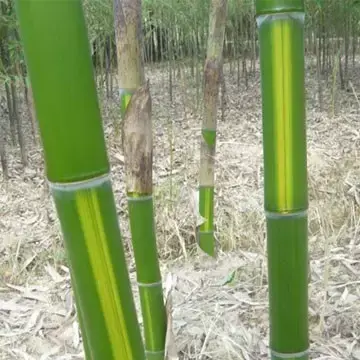 竹子有26种，详解，配图