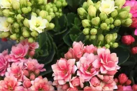 喜欢养长寿花吗？能开出多色长寿花，嫁接方法就是这么简单图片