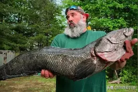 美国为治“鲤”而引进亚洲黑鱼，结果它的泛滥程度比亚洲鲤还厉害图片