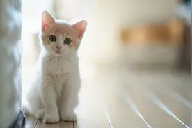 科普：新猫到家第一天，要注意什么？家有原住猫怎么办？图片