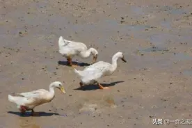 被央视“曝光”的海鸭蛋，为何轻轻一戳就流油？答案来了图片