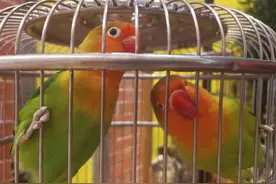 国产音箱和进口音箱差在哪里？图片