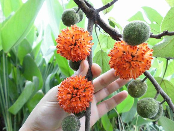 构树全身都是宝,花穗和果子都能吃,叶子还能洗碗